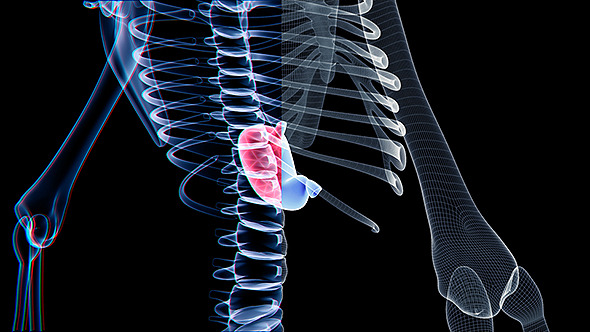 Stomach And Skeleton 2 Stomach And Skeleton 2