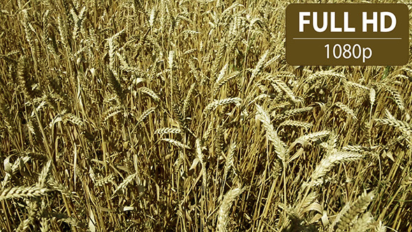 Golden Wheat Field Golden Wheat Field