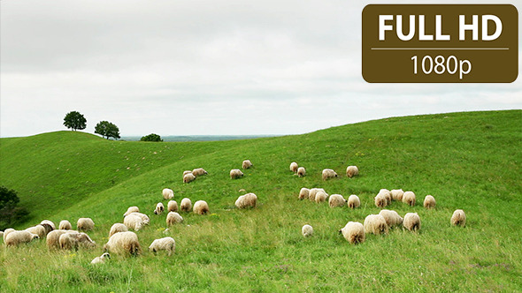 Group of Sheep Grazing in the Field 4 Group of Sheep Grazing in the Field 4