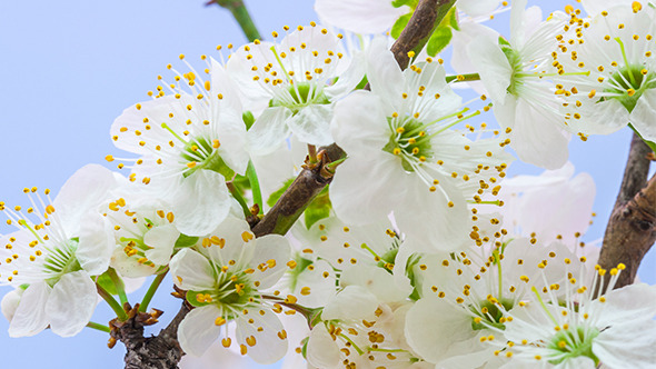 Wild Plum Flower Blossoming 1 Wild Plum Flower Blossoming 1