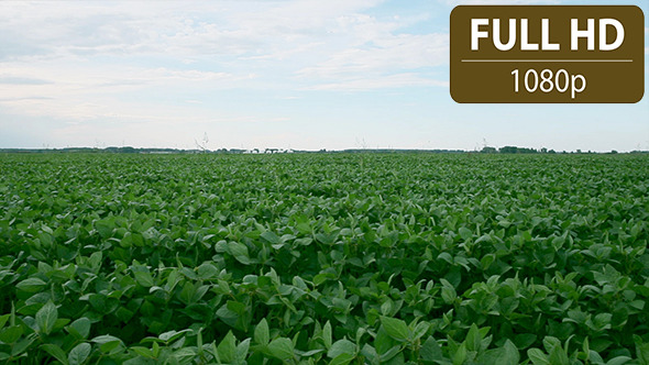Soy Bean Field 3 Soy Bean Field 3