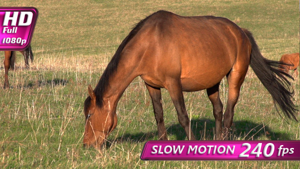Mare on Spring Pasture Mare on Spring Pasture