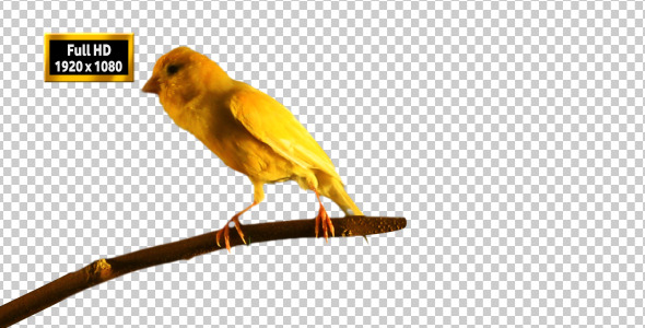 Canary Bird Singing 2 Canary Bird Singing 2
