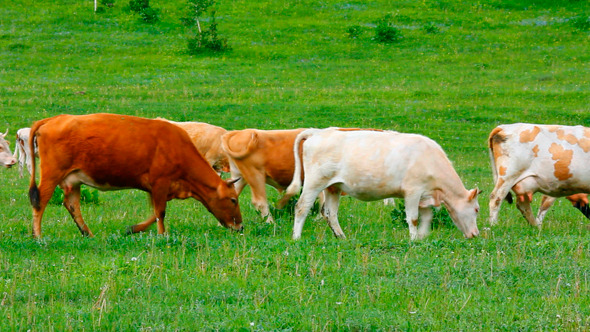 Herd Of Cows On Pasture 1 Herd Of Cows On Pasture 1