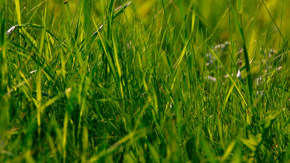 Grass in Summer Lake In Forest Grass in Summer Lake In Forest