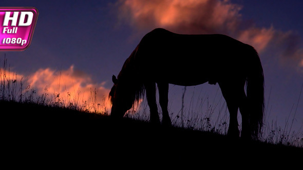 Evening Pasture in the Foothills Evening Pasture in the Foothills
