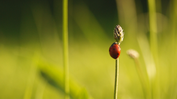 Ladybug Ladybug