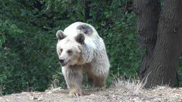 Brown Bear 2 Brown Bear 2