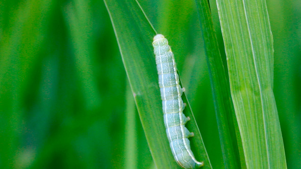 Caterpillar On Grass Caterpillar On Grass
