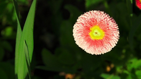 Pink Flower in Green Grass Pink Flower in Green Grass