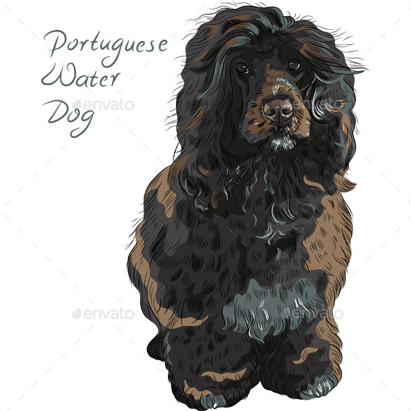 GraphicRiver Portuguese Water Dog 8873079 GraphicRiver Portuguese Water Dog 8873079