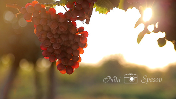 Vineyard at Sunset Vineyard at Sunset