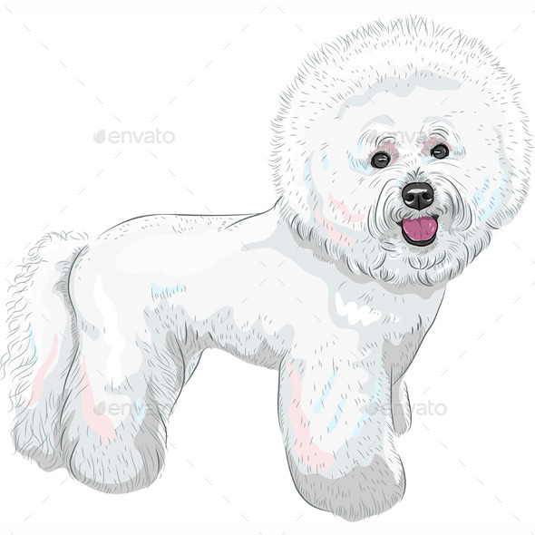 GraphicRiver Bichon Frise Breed Dog 8877223 GraphicRiver Bichon Frise Breed Dog 8877223