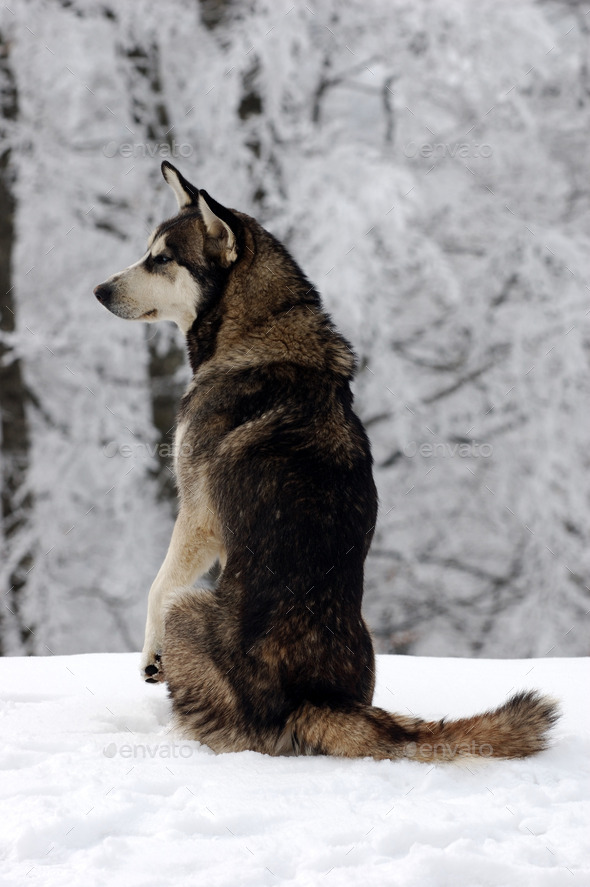 Dog on the snow (Misc) Photo Download