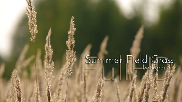 Summer Field Grass Summer Field Grass