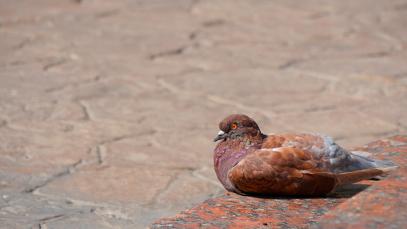 Pigeons In The City 1 Pigeons In The City 1