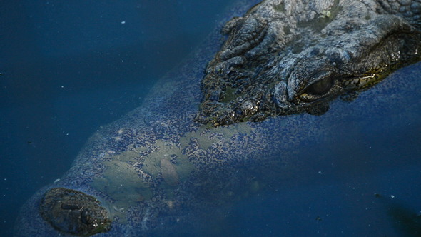 Crocodile or Alligator in Water Crocodile or Alligator in Water