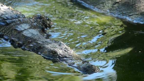 Crocodile or Alligator in Water Crocodile or Alligator in Water