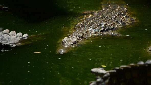 Crocodile Walking to the River Crocodile Walking to the River