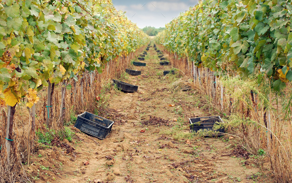 the grape harvest autumn season (Misc) Photo Download