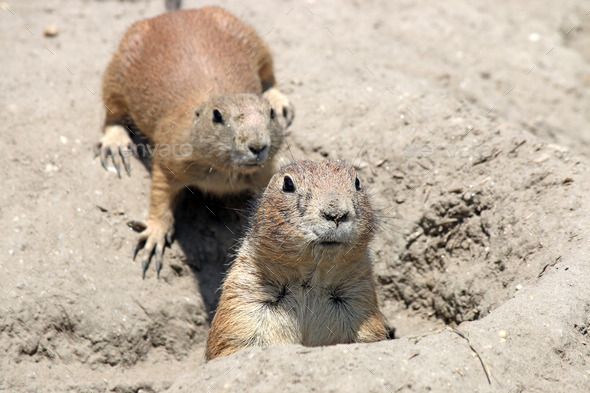 two prairie dogs watching from hole (Misc) Photo Download