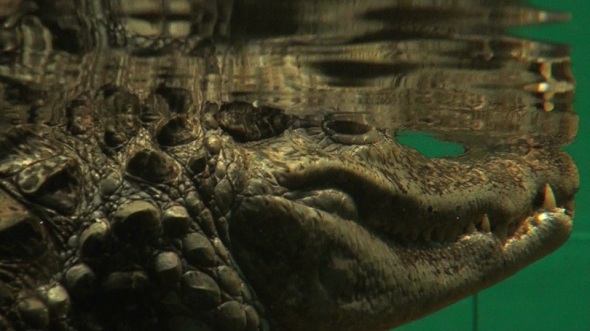 Crocodile Ready to an Attack 3 Crocodile Ready to an Attack 3