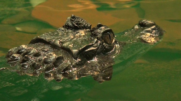 Crocodile Ready to an Attack 4 Crocodile Ready to an Attack 4