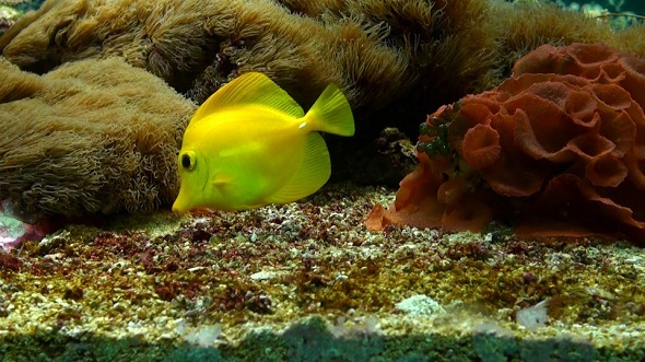 Fishes in Water 8 Fishes in Water 8