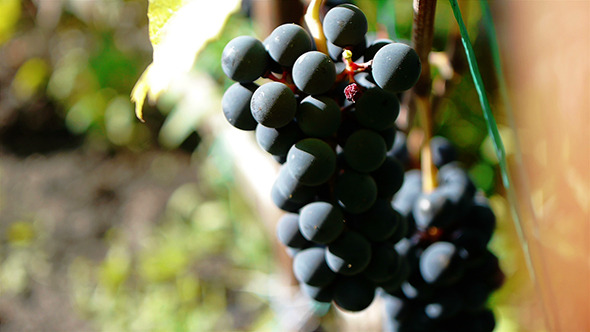 Purple Grapes 7 Purple Grapes 7