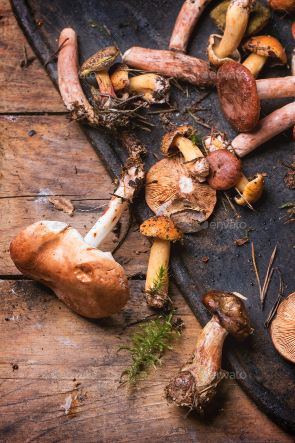 Mix of forest mushrooms (Misc) Photo Download