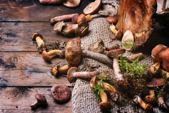 Mix of forest mushrooms (Misc) Photo Download