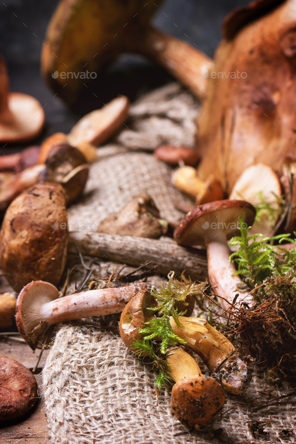 Mix of forest mushrooms (Misc) Photo Download