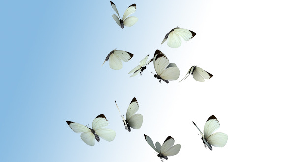 Realistic White Butterflies Realistic White Butterflies