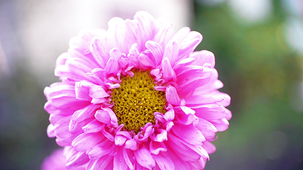 Autumn Flower 3 Autumn Flower 3