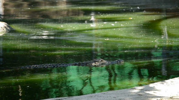 Crocodile or Alligator in River Crocodile or Alligator in River