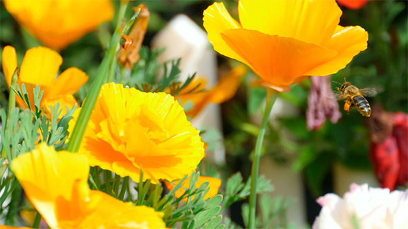 Californian Poppy Californian Poppy