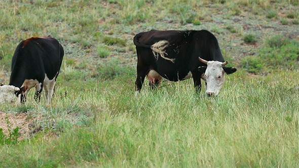 Grazing Cows Grazing Cows