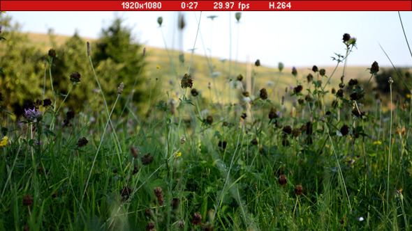 Grass 02 Grass 02