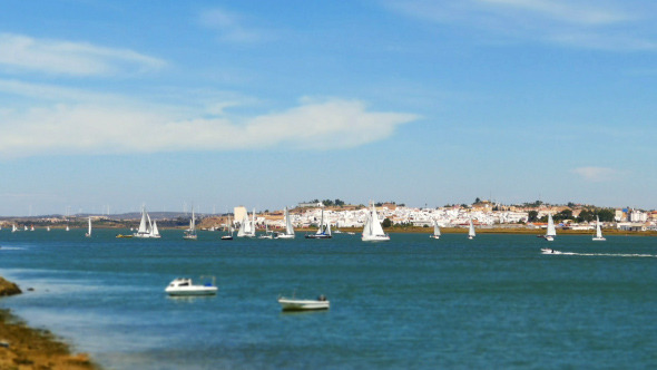 Many Sailing Yachts Moving in the Bay 883 Many Sailing Yachts Moving in the Bay 883