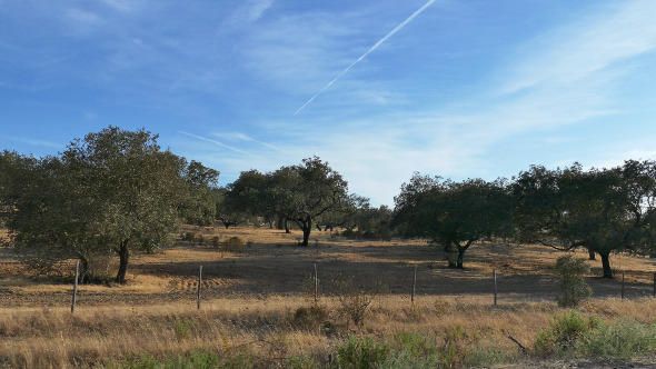 Fruit Trees in Agriculture Field 887 Fruit Trees in Agriculture Field 887