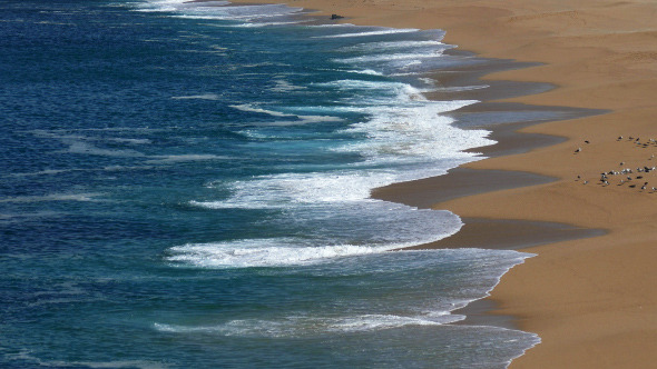 Flock of Seagulls Sitting on the Beach 891 Flock of Seagulls Sitting on the Beach 891