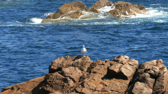 Seagull Sitting on the Rocks 899 Seagull Sitting on the Rocks 899