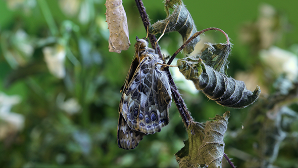Butterfly Fresh Out of Pupa Butterfly Fresh Out of Pupa