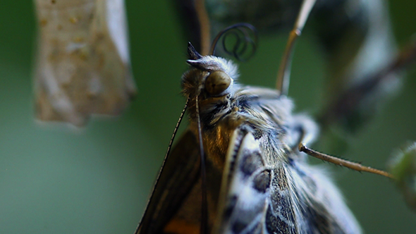 Extreme Close Up of Butterfly Rolling His Tongue Extreme Close Up of Butterfly Rolling His Tongue