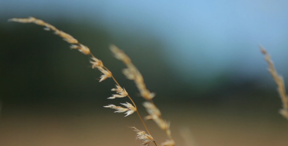 ellow Wheat ellow Wheat
