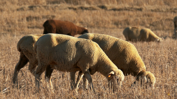 Flock of Sheep Grazing on Fields 915 Flock of Sheep Grazing on Fields 915