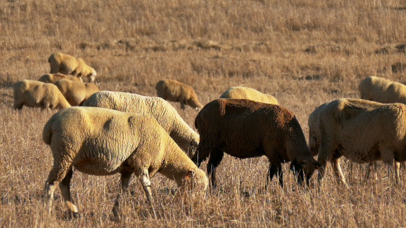 Flock of Sheep Grazing on Fields 916 Flock of Sheep Grazing on Fields 916