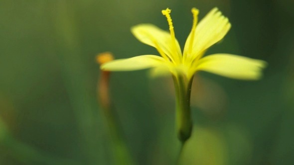 The Flower The Flower