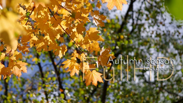 Autumn Autumn
