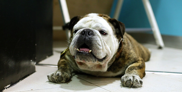 English Bulldog English Bulldog
